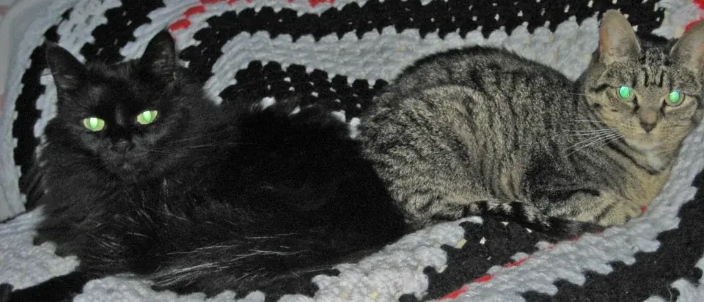 Gracie and Lanie, two cats